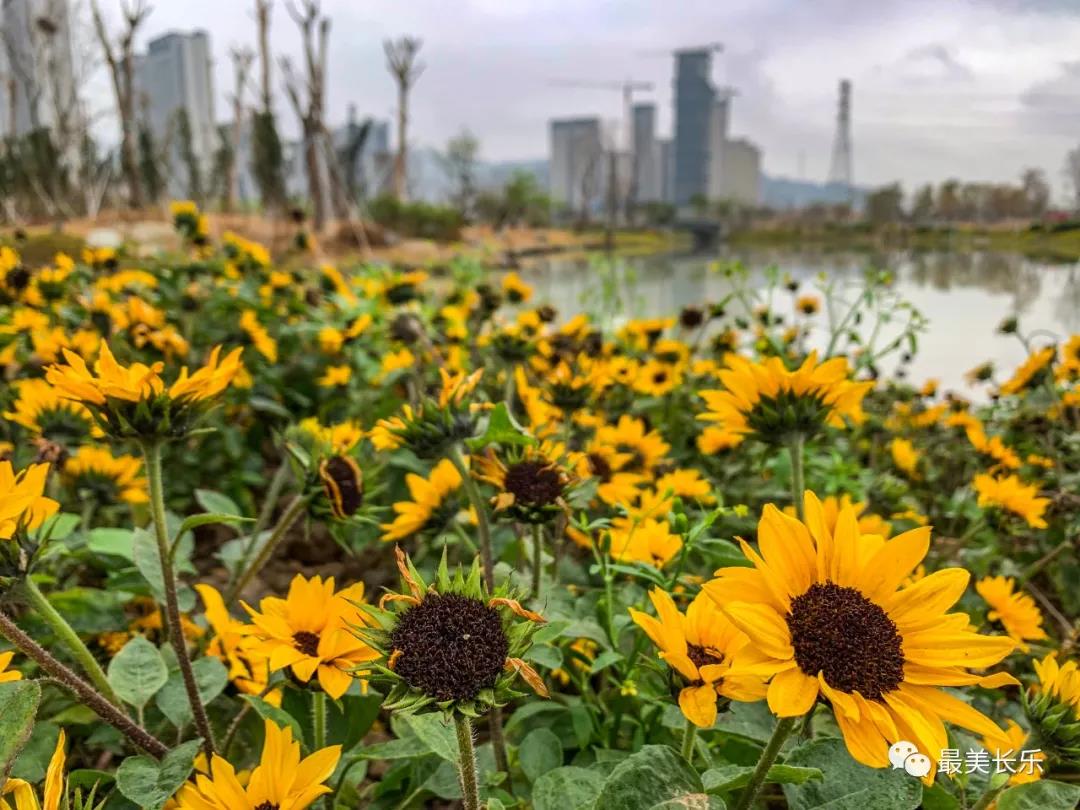 洞江湖濕地公園內(nèi)梅花凌寒盛放