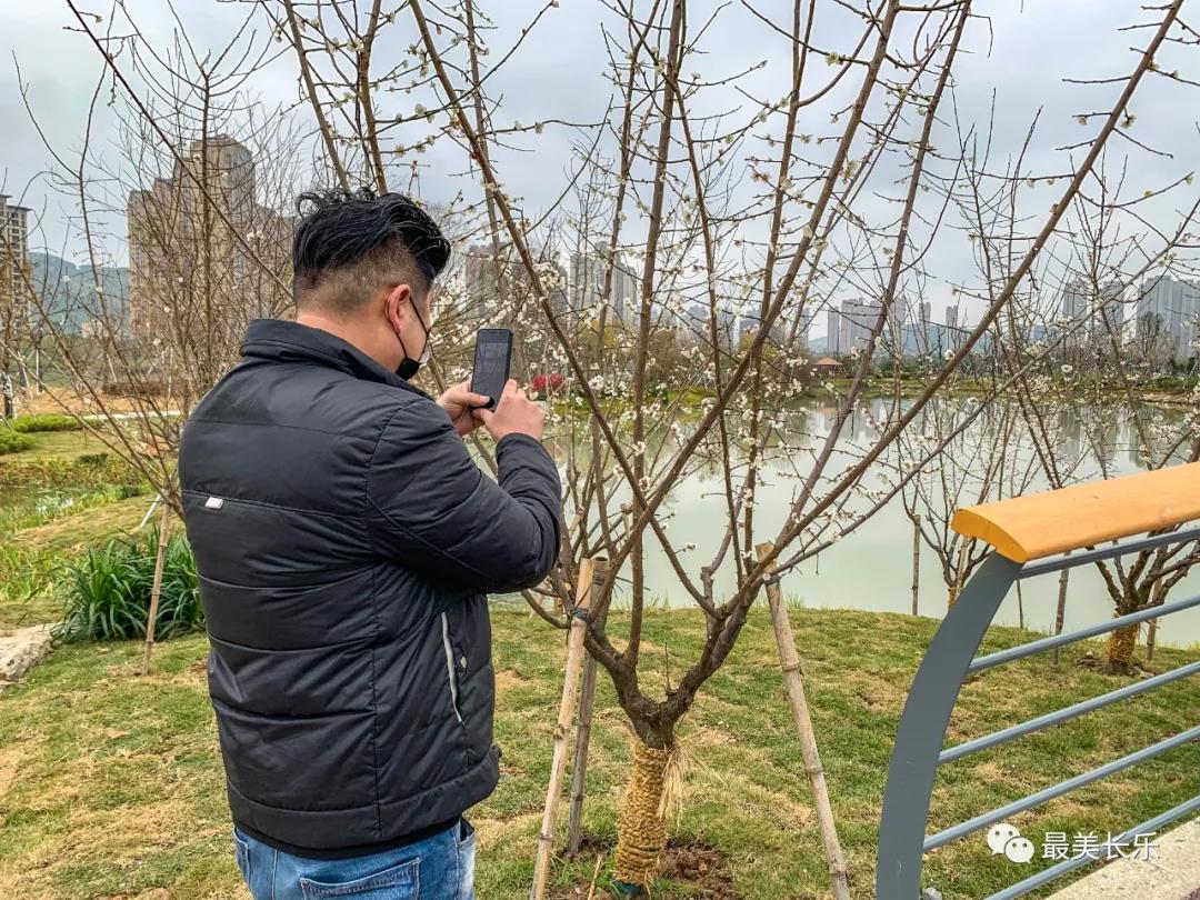 洞江湖濕地公園內(nèi)梅花凌寒盛放