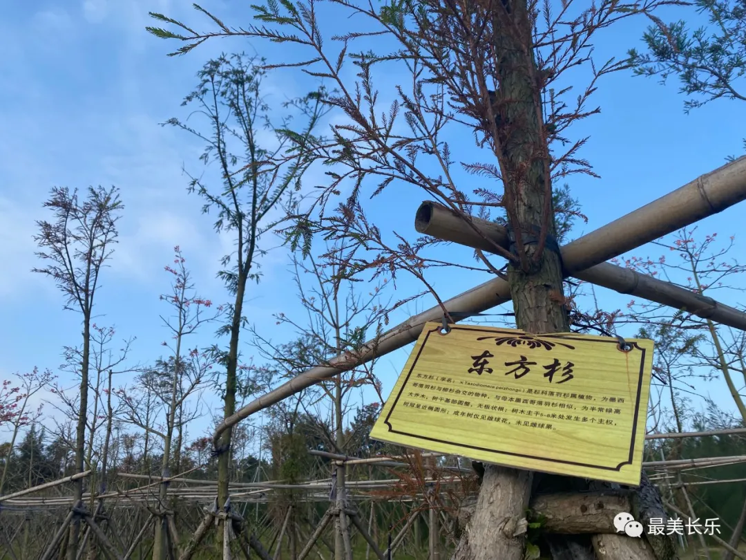 贊！長樂海岸又多了道綠色生態(tài)屏障......