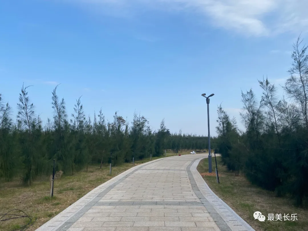 贊！長樂海岸又多了道綠色生態(tài)屏障......
