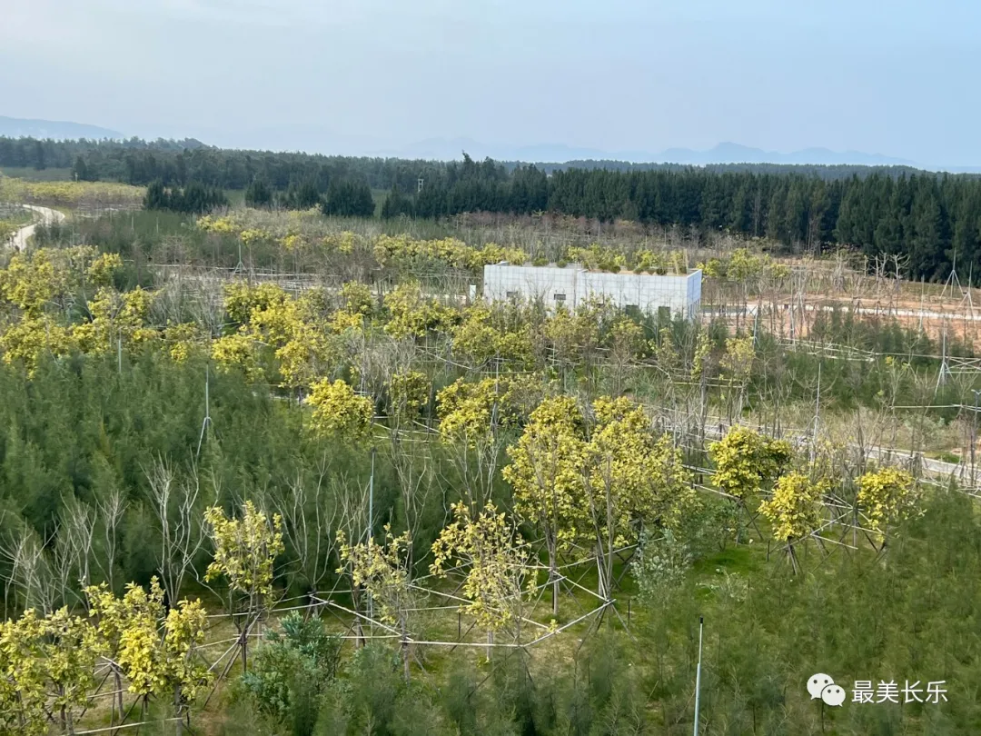 贊！長樂海岸又多了道綠色生態(tài)屏障......