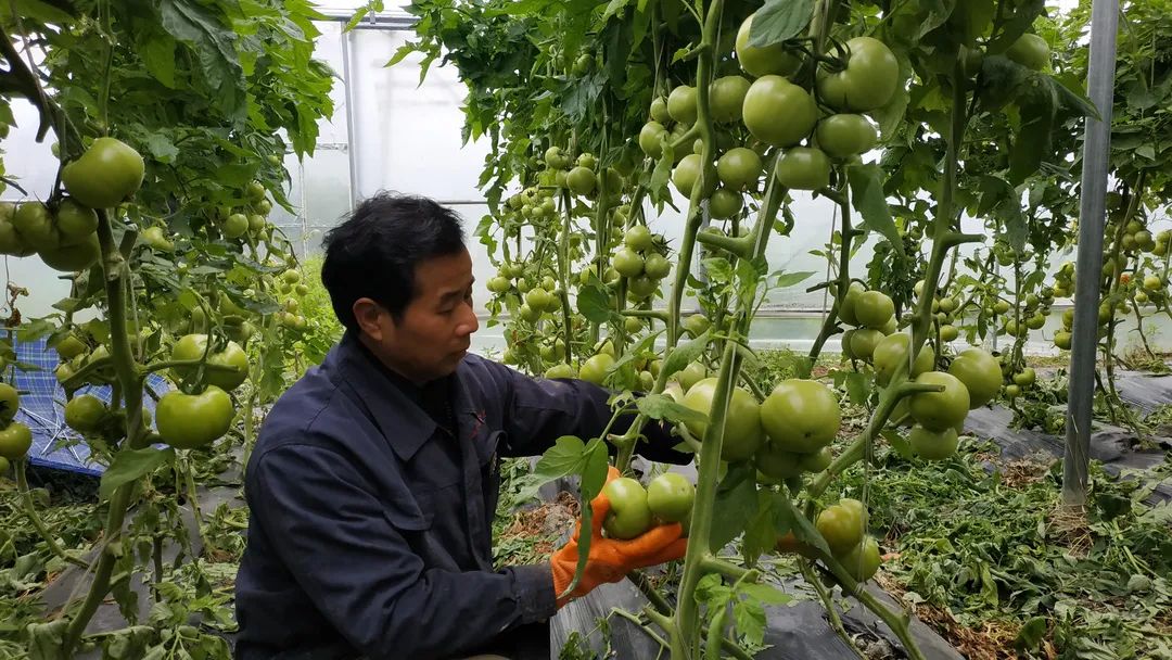 積極防范低溫天氣，他們忙碌在田間地頭……