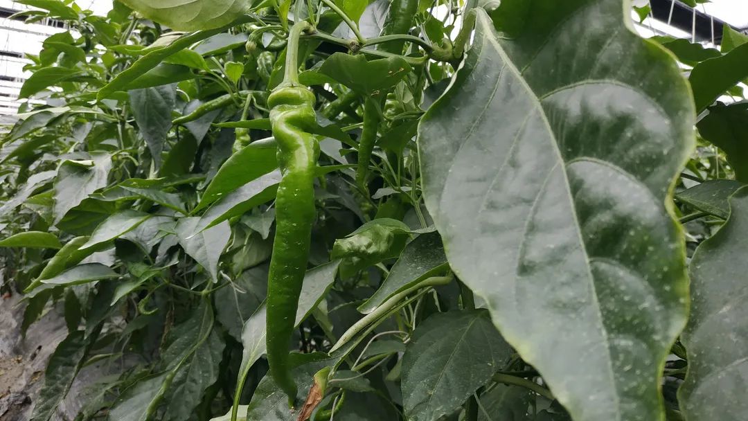 積極防范低溫天氣，他們忙碌在田間地頭……