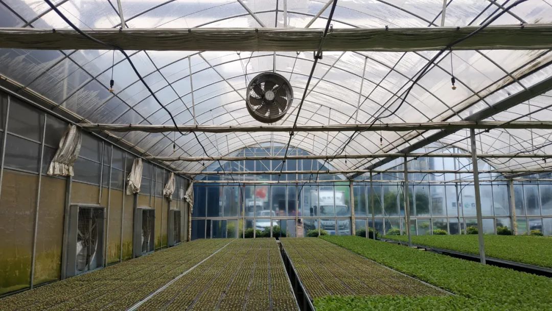 積極防范低溫天氣，他們忙碌在田間地頭……