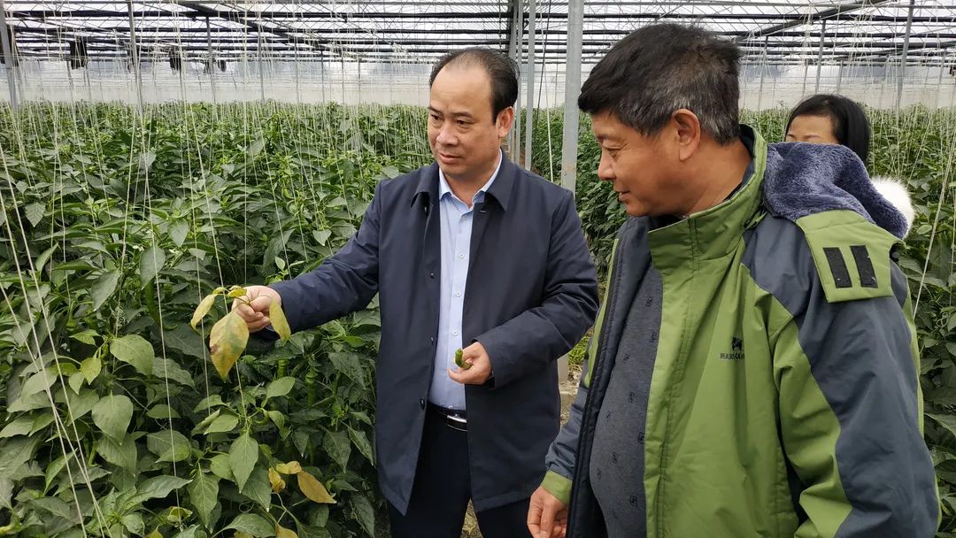 積極防范低溫天氣，他們忙碌在田間地頭……