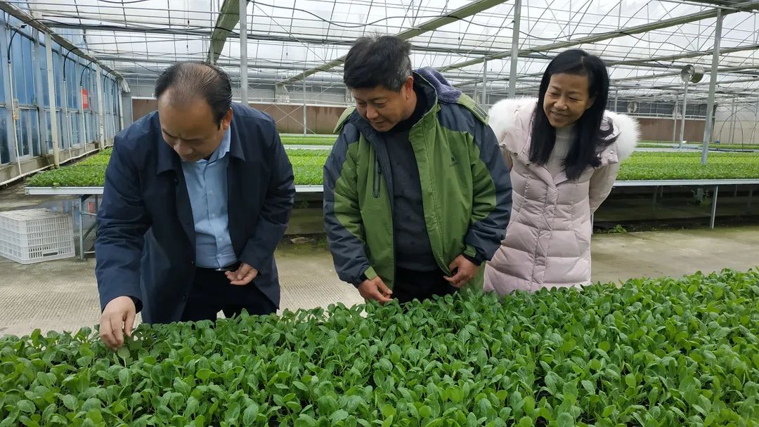 積極防范低溫天氣，他們忙碌在田間地頭……