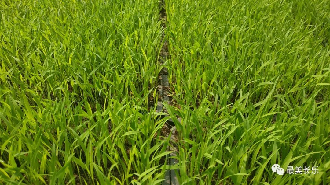 長樂春耕備種足，農(nóng)民購種田地忙……