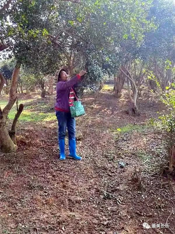 長(zhǎng)樂深山里的“致富樹” 讓村民生活更紅火