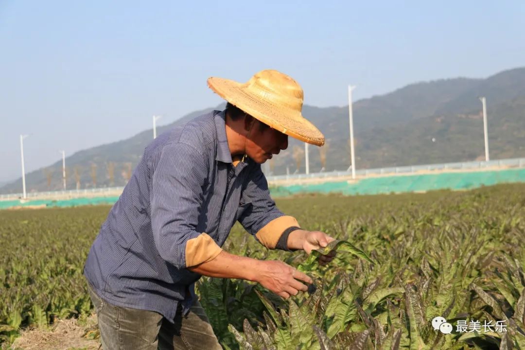 將為農(nóng)民創(chuàng)收5000萬(wàn)元！長(zhǎng)樂(lè)萵筍上市啦~