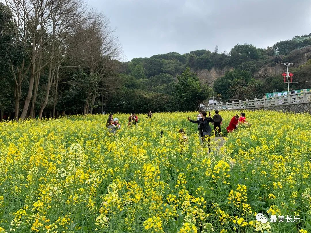 邂逅黃金浪漫！走！一起看花去