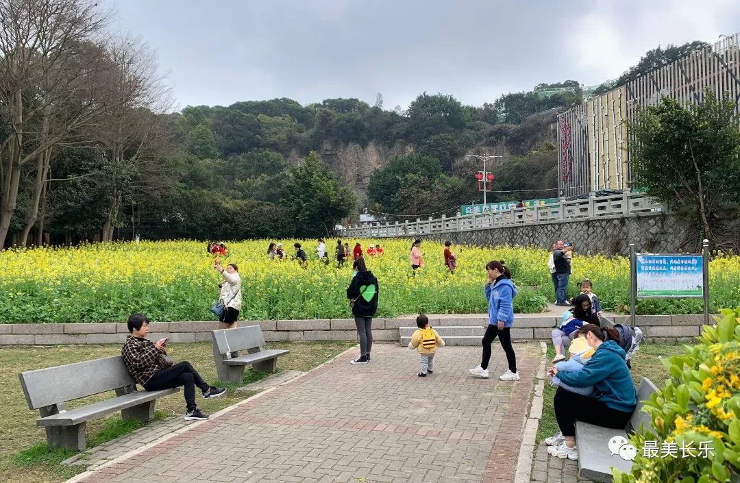 邂逅黃金浪漫！走！一起看花去