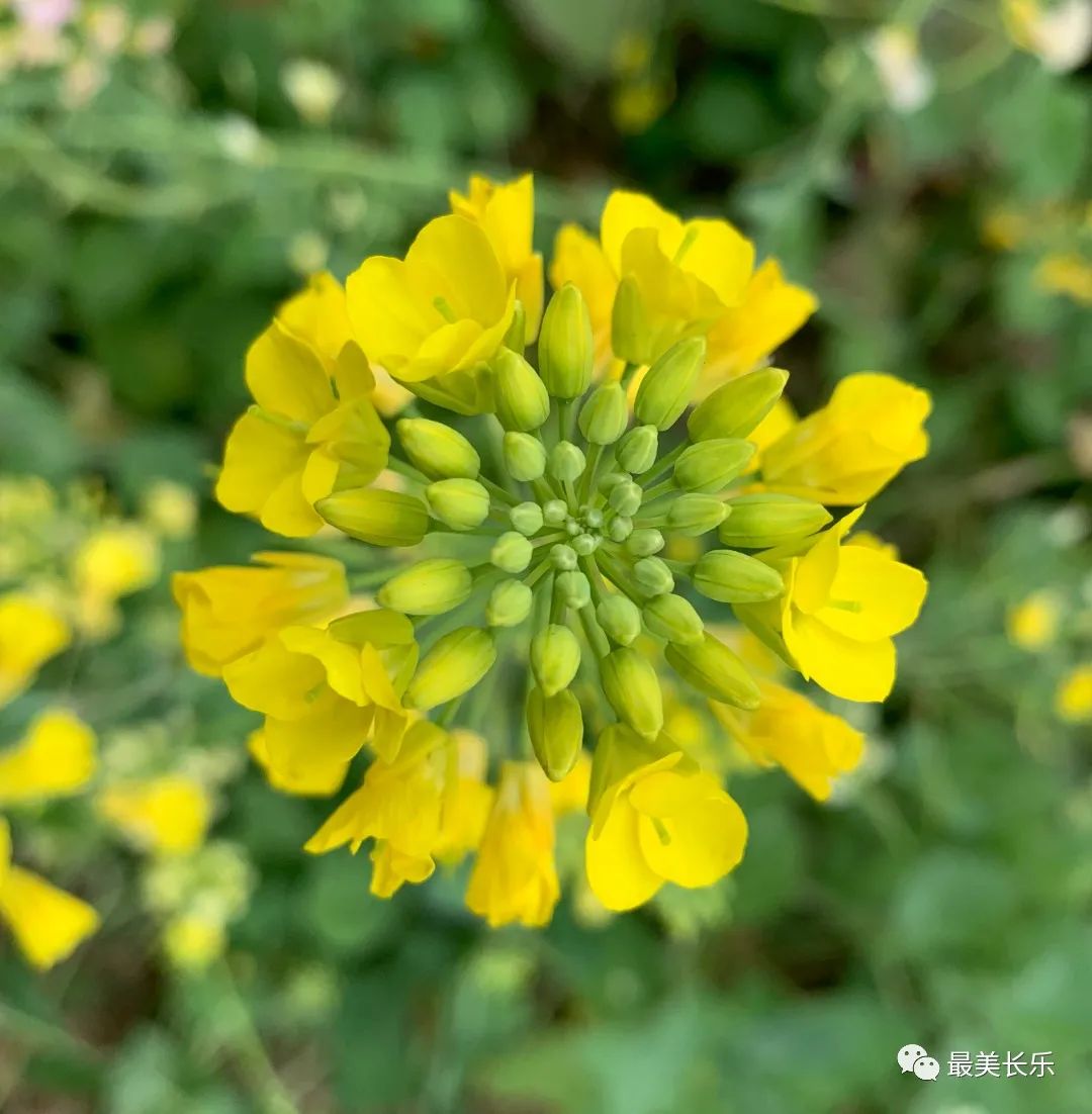 邂逅黃金浪漫！走！一起看花去