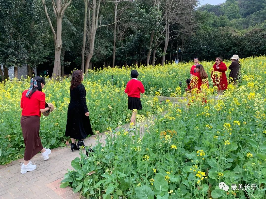 邂逅黃金浪漫！走！一起看花去