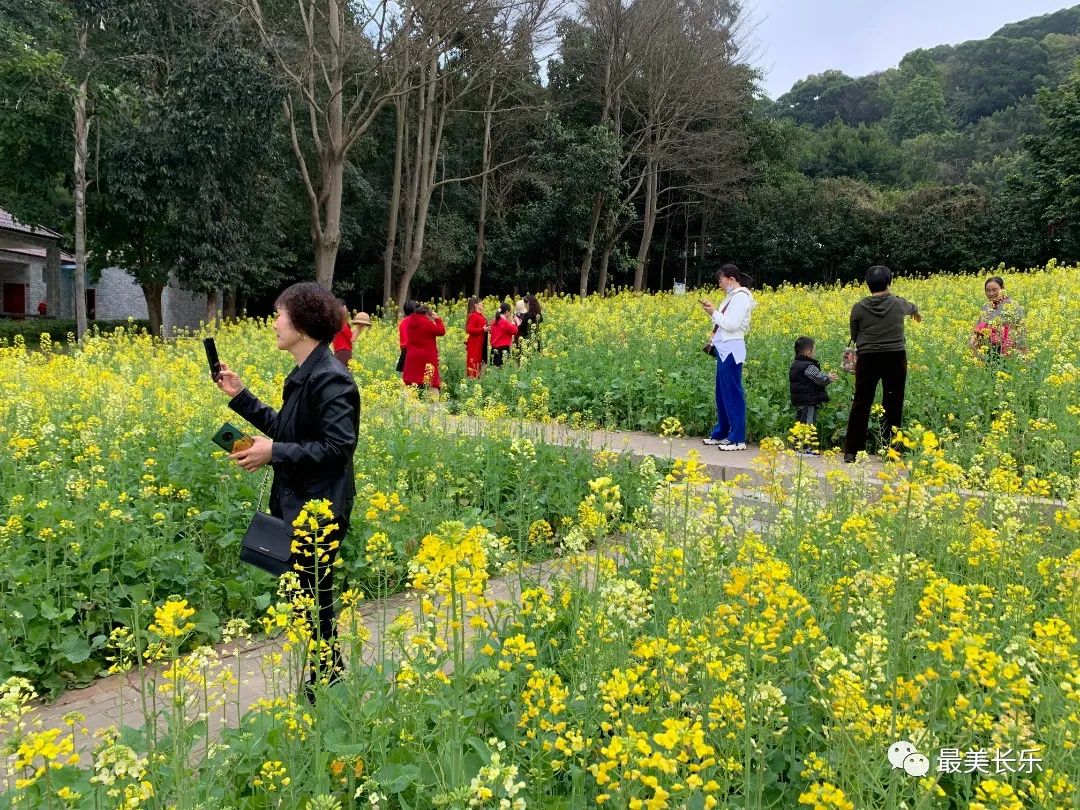 邂逅黃金浪漫！走！一起看花去