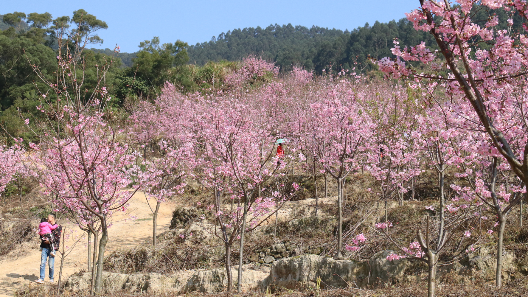 姹紫嫣紅 3月賞花正當(dāng)時