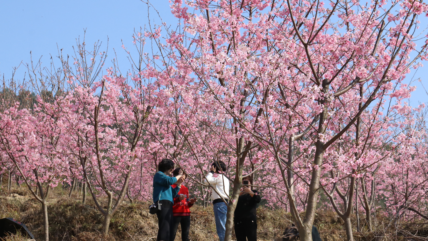 姹紫嫣紅 3月賞花正當(dāng)時