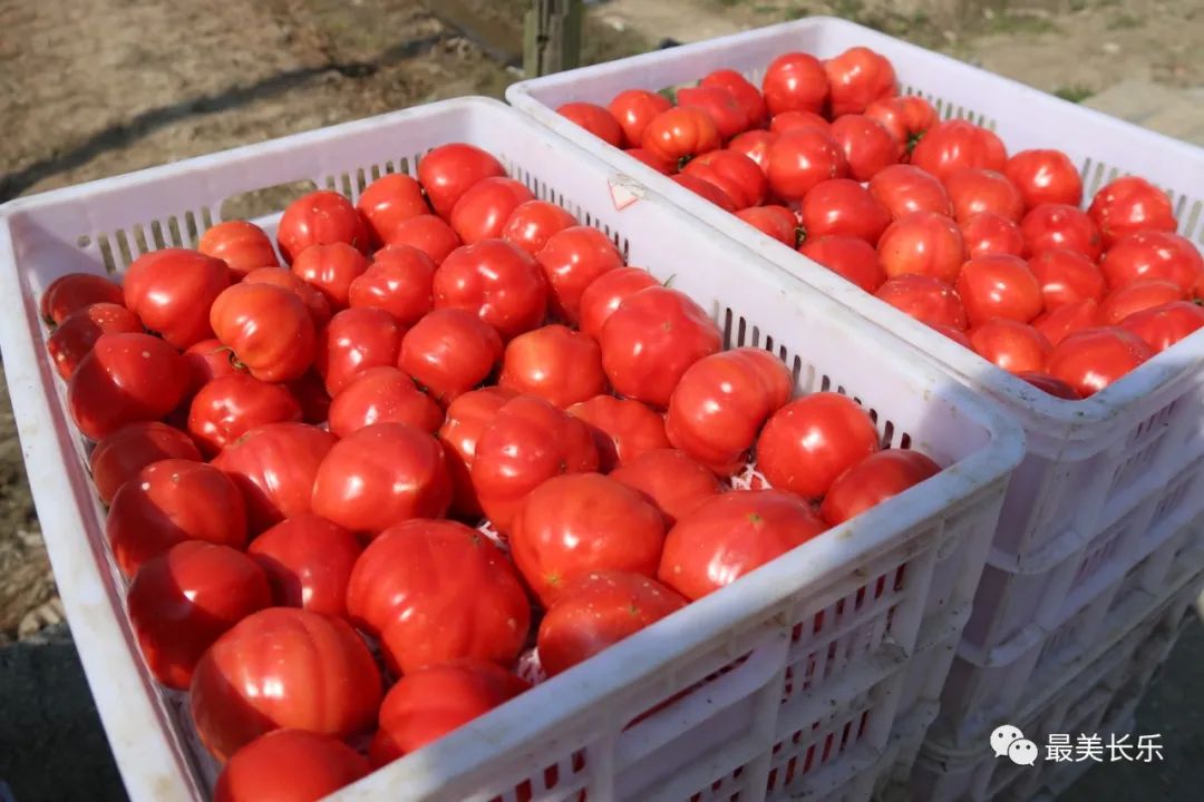 農(nóng)戶(hù)笑開(kāi)顏！3000多斤滯銷(xiāo)西紅柿找到銷(xiāo)路