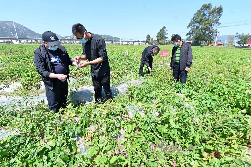 點贊！長樂這位“90后”的“新農(nóng)人”