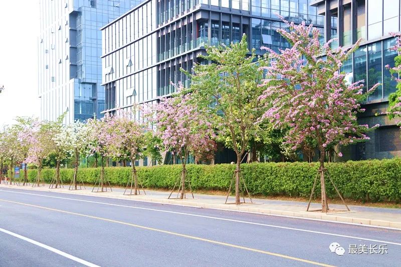 美翻啦！這段數(shù)百米的“花路”，你走過嗎？