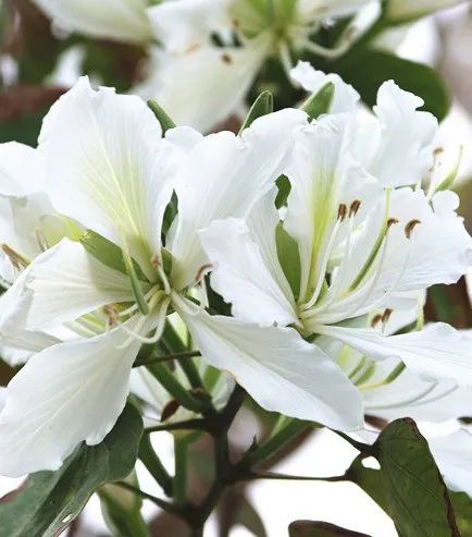 美翻啦！這段數(shù)百米的“花路”，你走過嗎？