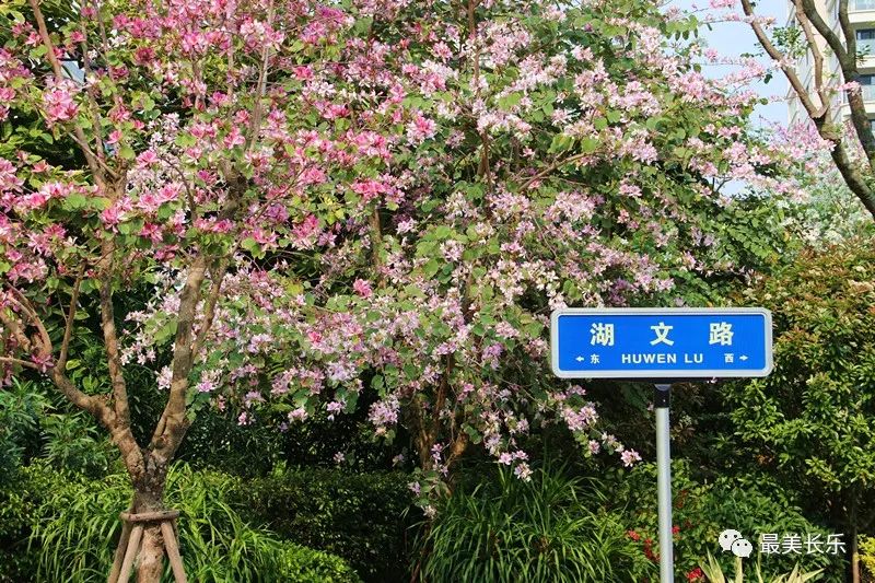 美翻啦！這段數(shù)百米的“花路”，你走過嗎？