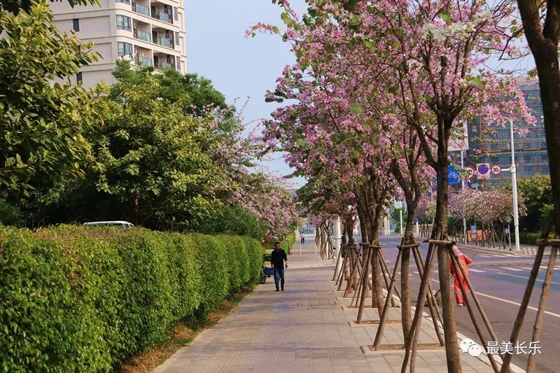 美翻啦！這段數(shù)百米的“花路”，你走過嗎？
