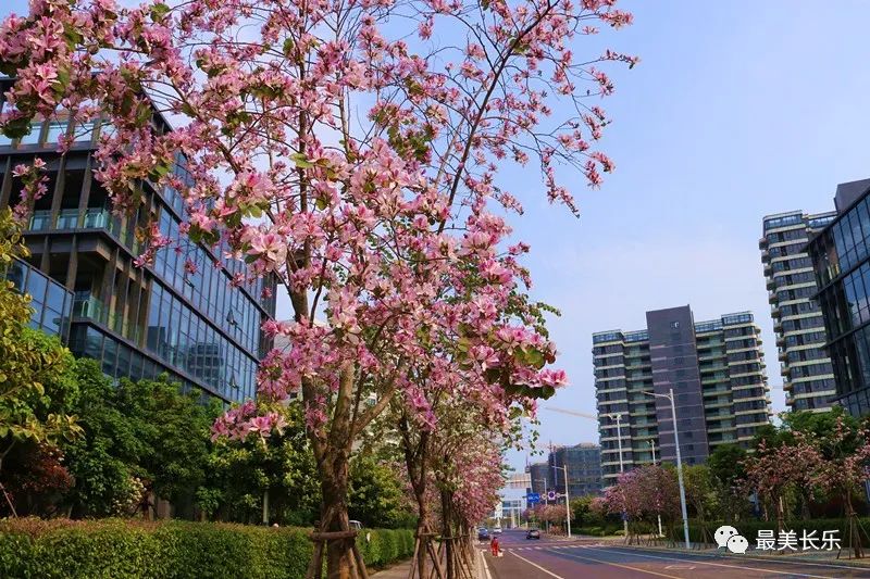 美翻啦！這段數(shù)百米的“花路”，你走過嗎？