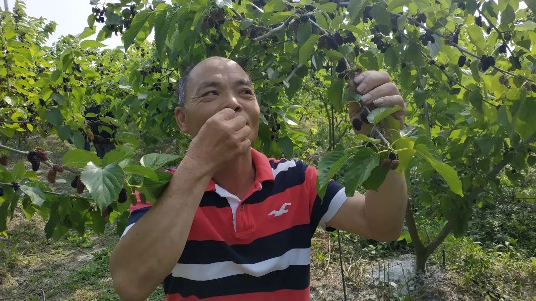 桑葚熟了！走，采摘去！