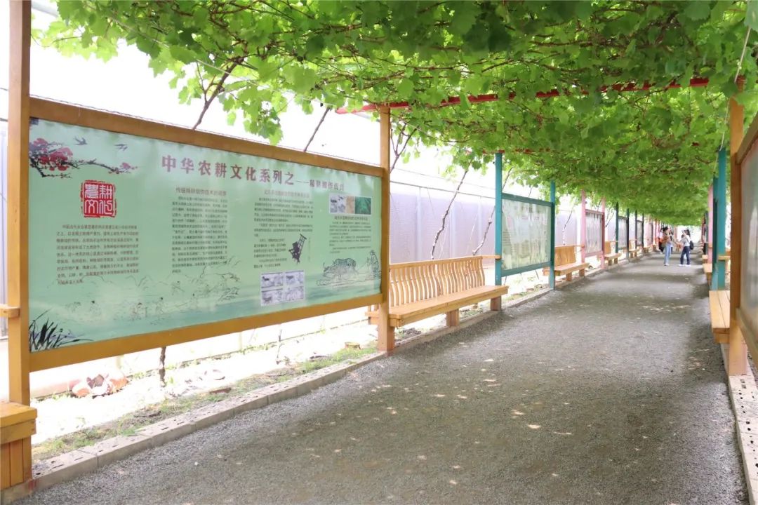 種地瓜、挖土豆......長樂這個研學(xué)基地把勞動課堂搬進地里