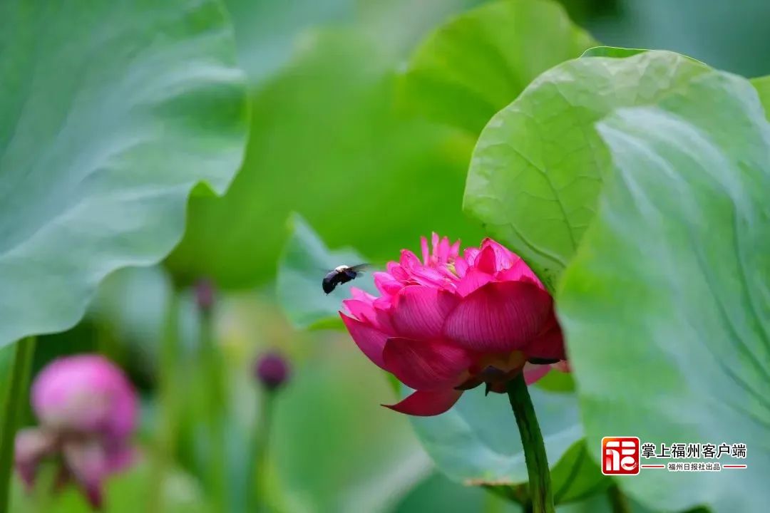 長樂人注意！7月16日開始，長達40天！
