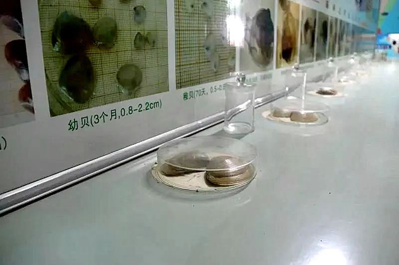 “乘風(fēng)破浪”！35萬(wàn)海蚌寶寶歸家......