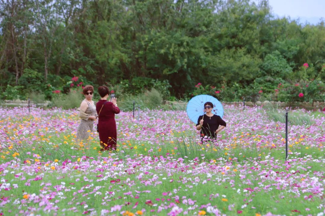 秋日限定浪漫~超級出片！這片花海又美成了油畫→
