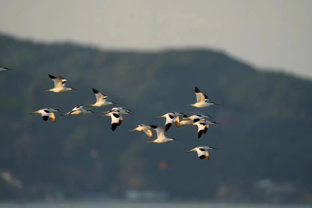 定了！明年元旦起施行