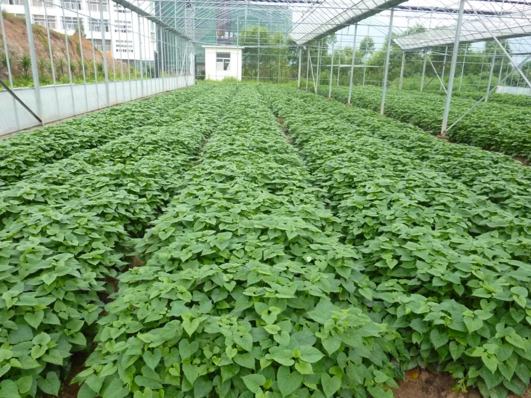 180個番薯品種！長樂這個科技園真有料