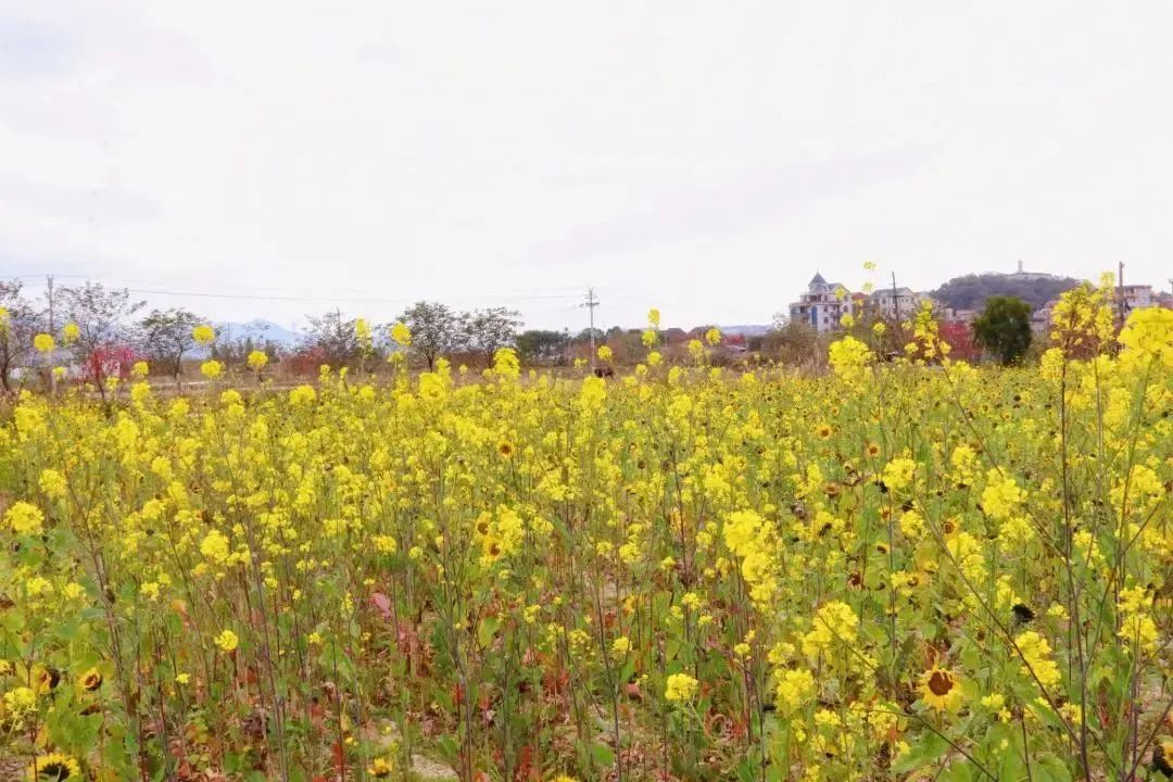 “花花世界”！你想要的都在這里！