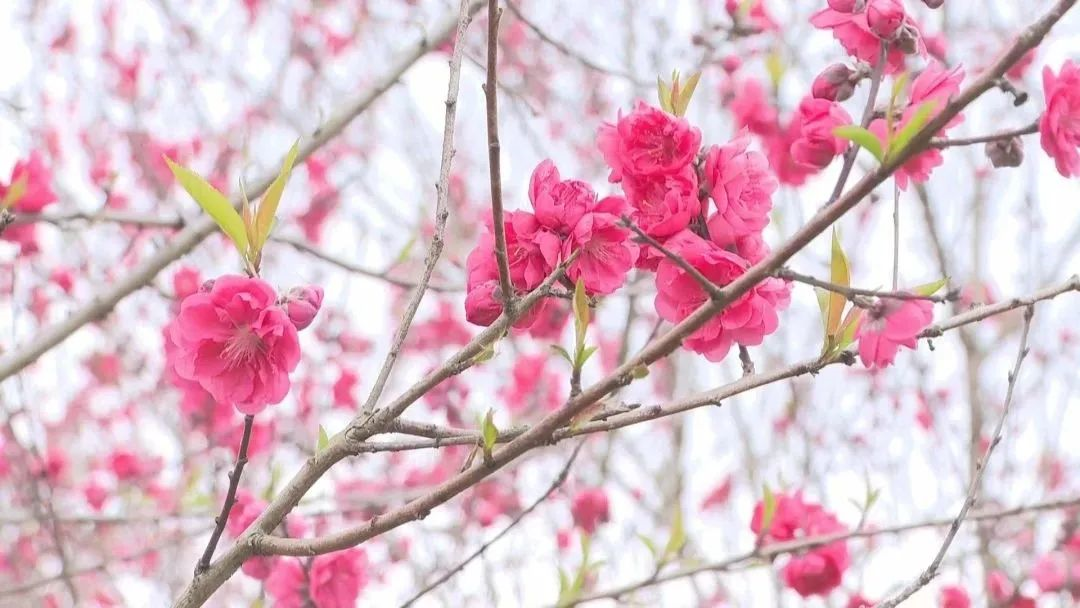 “花花世界”！你想要的都在這里！