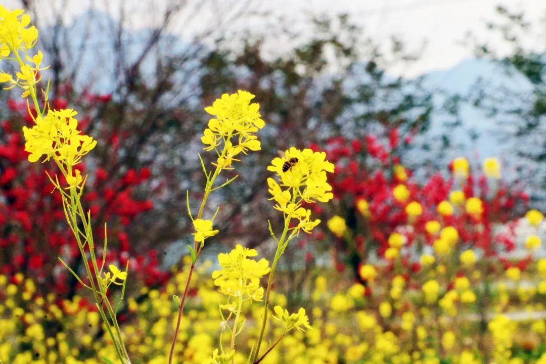 “花花世界”！你想要的都在這里！
