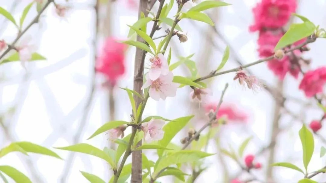 “花花世界”！你想要的都在這里！