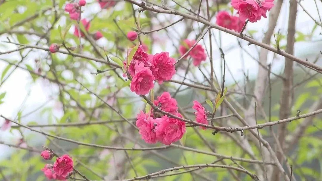 “花花世界”！你想要的都在這里！