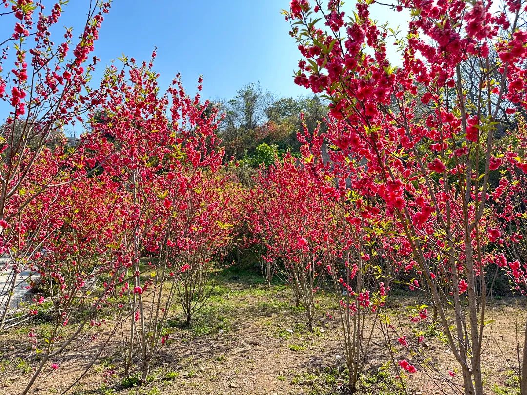 帶你“桃醉”整個(gè)春天，這美景值得“定格”