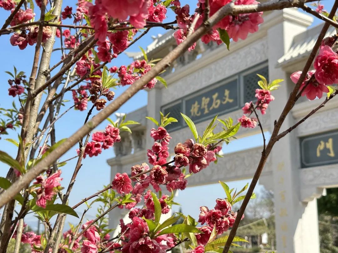 帶你“桃醉”整個(gè)春天，這美景值得“定格”