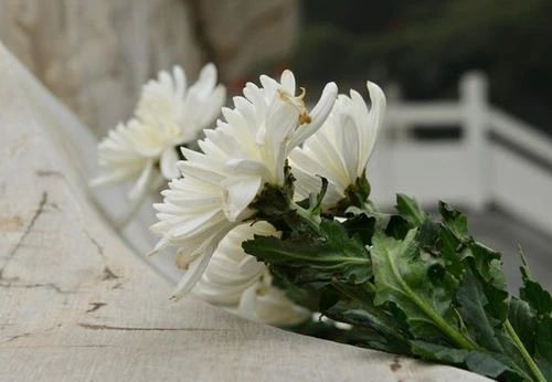 @長(zhǎng)樂(lè)人，可以預(yù)約啦！點(diǎn)擊這里參與！