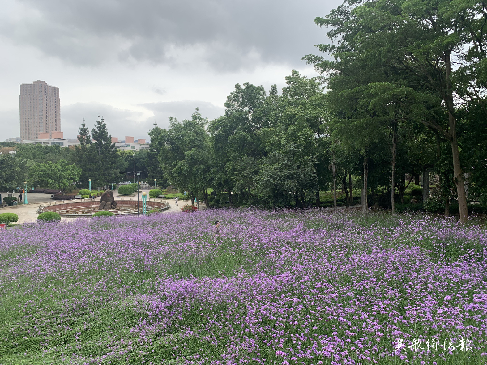 南山公園馬鞭草綻放 引市民競相打卡