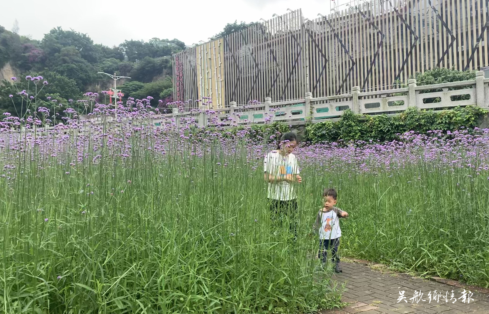 南山公園馬鞭草綻放 引市民競相打卡