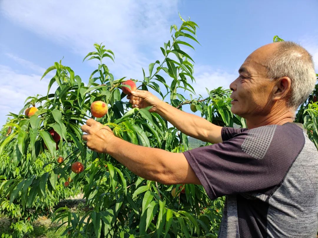 脆、甜、紅！快來(lái)長(zhǎng)樂(lè)這里采摘嘗鮮......