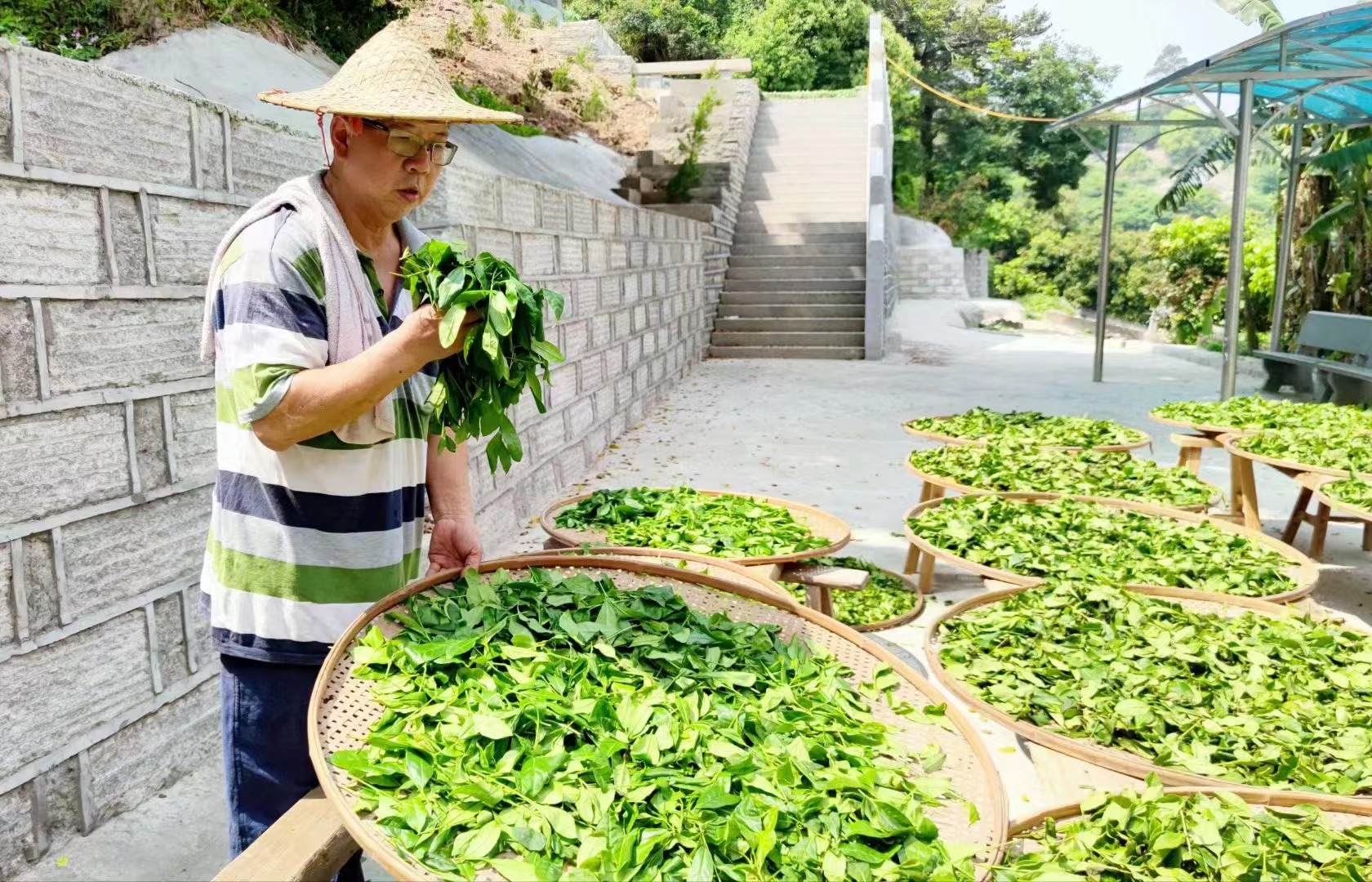 他是福州市唯一非遺青茶（烏龍茶）的傳承人，你認識嗎？