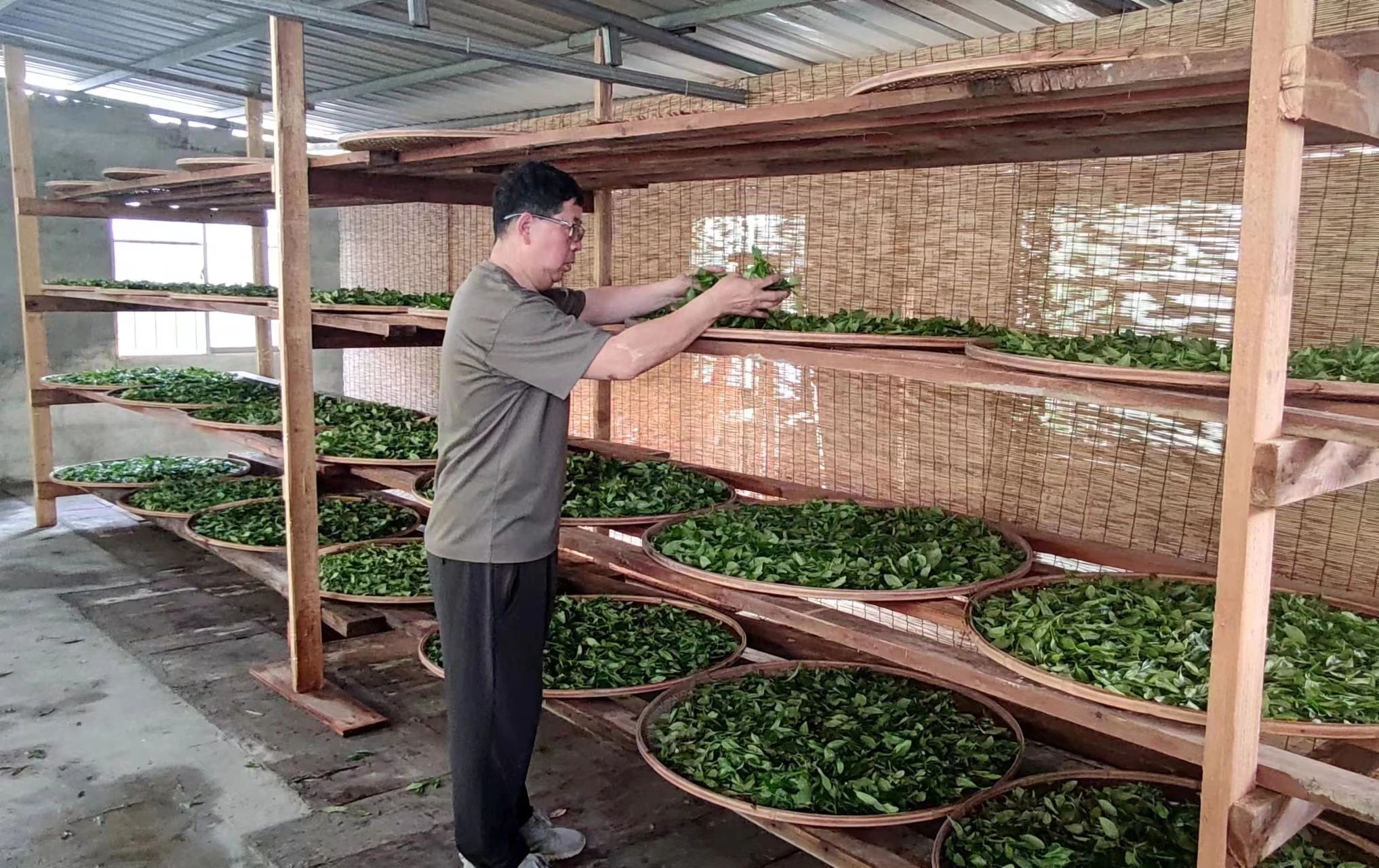 他是福州市唯一非遺青茶（烏龍茶）的傳承人，你認識嗎？