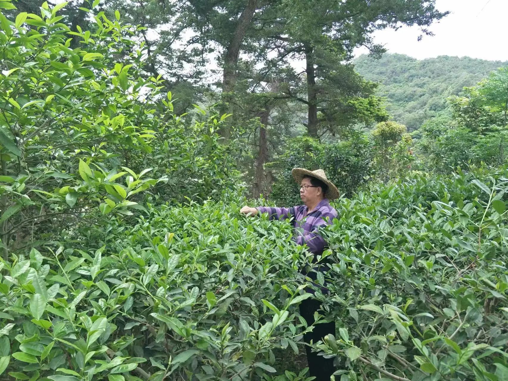 他是福州市唯一非遺青茶（烏龍茶）的傳承人，你認識嗎？