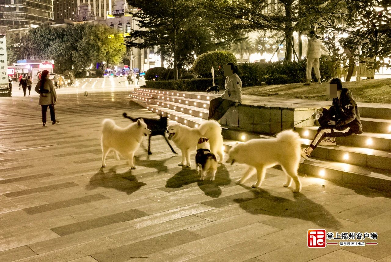 事關(guān)養(yǎng)犬人，長樂今日起開始執(zhí)法！