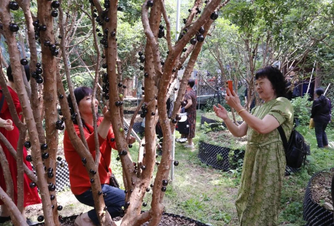簪花、非遺漆畫扇……長(zhǎng)樂(lè)這里驚喜不斷！
